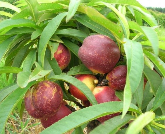 Nectarine Garden Delight (Dwarf) - BARE ROOTED