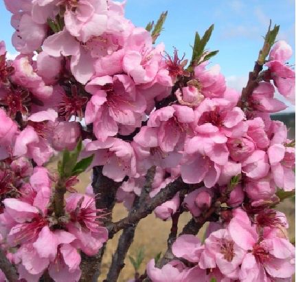 Nectarine Flavourzee (Dwarf)