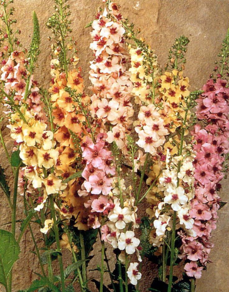 Verbascum Southern Belle