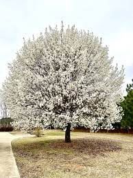 Pyrus calleryana ‘Bradford - BARE ROOTED