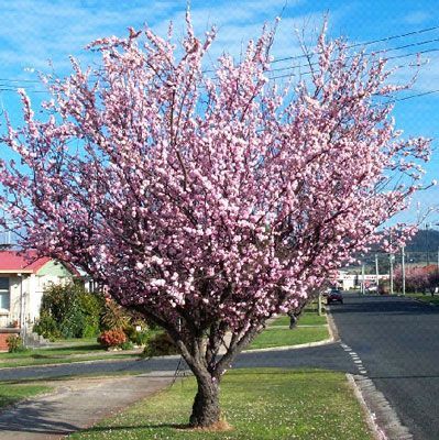Prunus Blireana