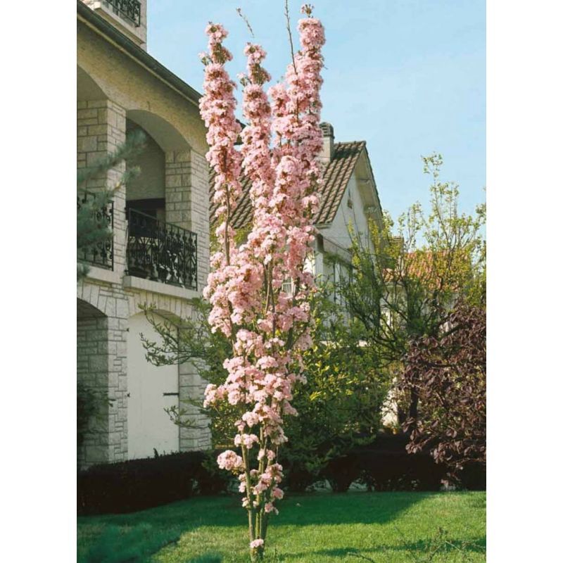 Prunus  serrulata  &quot;Amanogawa&quot; (Cherry Flowering)