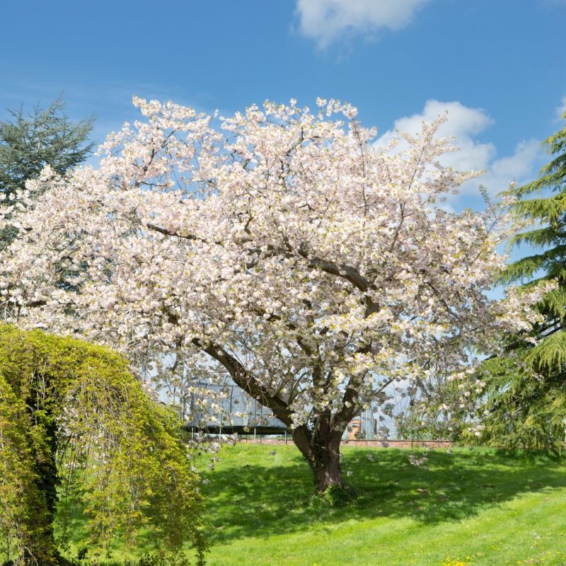 Prunus &#39;Ichiyo&#39; (Cherry Flowering )