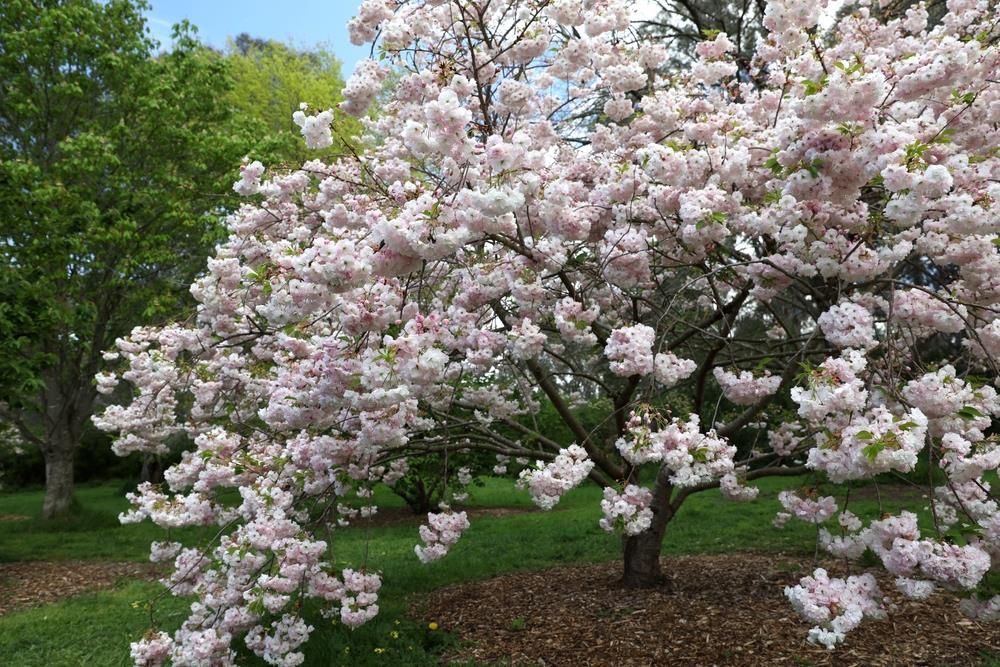 Prunus &#39;Shimidsu Sakura&#39;