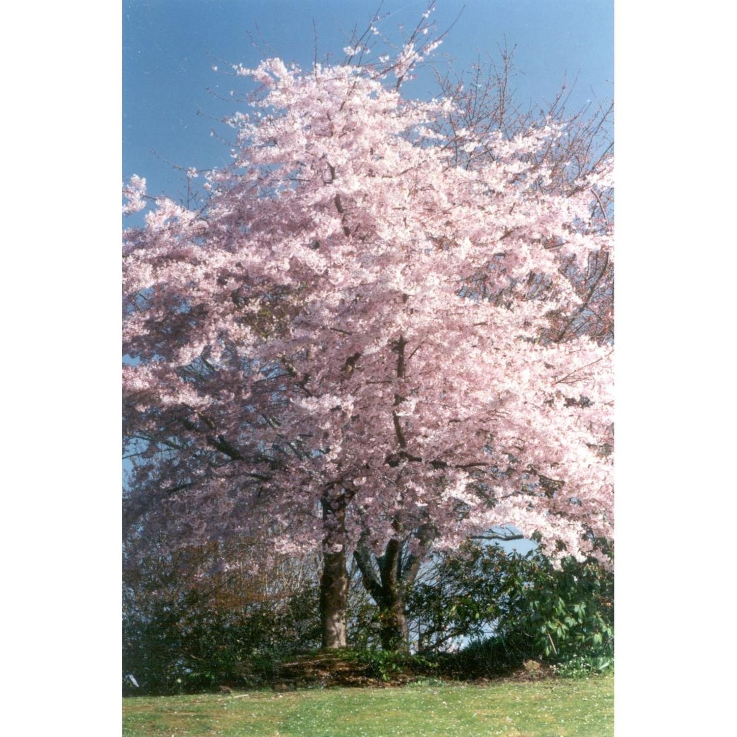 Prunus yedoensis 'Awanui' - BARE ROOTED