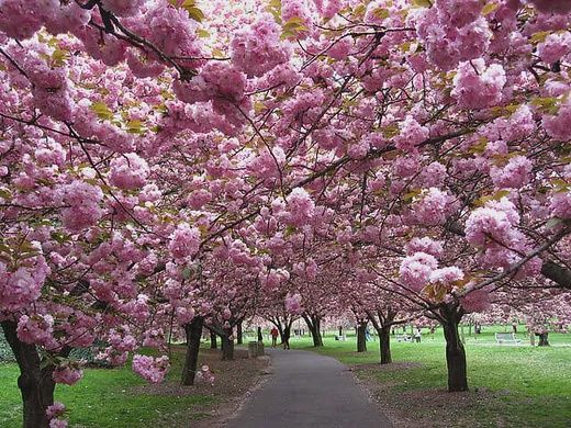 Prunus &#39;Kanzan&#39;