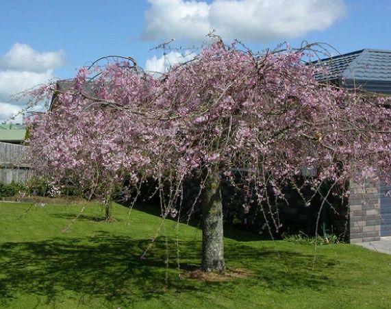 Prunus Pendula Rosea (Weeping Rose Bud Cherry)