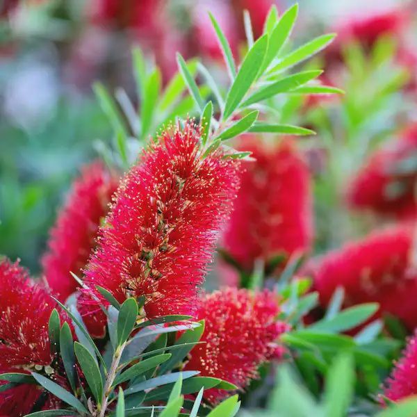 Callistemon Red Cluster