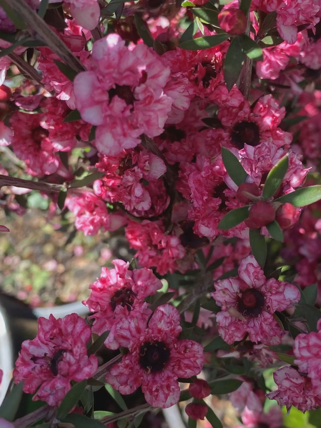 Manuka Dwarf  Coral Candy