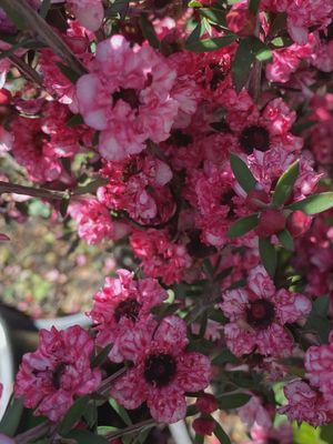 Manuka Dwarf  Coral Candy