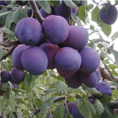 Plum Victory - BARE ROOTED