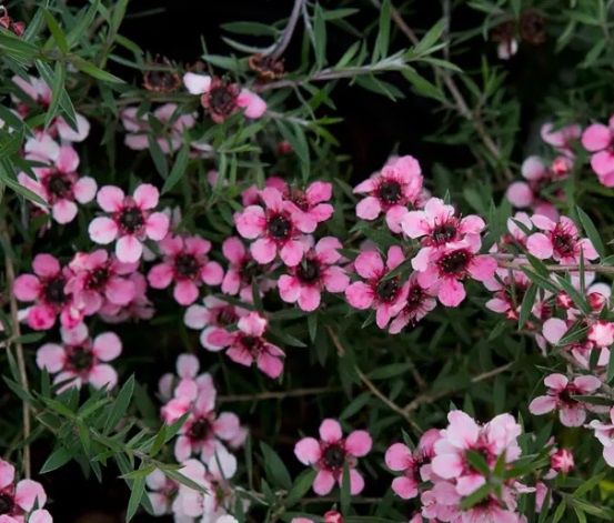 Manuka Dwarf Martini