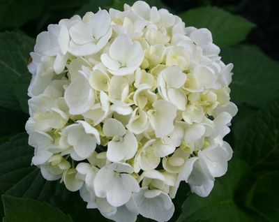 Hydrangea Bridal Bouquet
