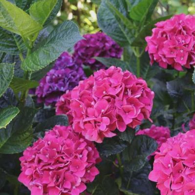 Hydrangea Bloody Marvellous