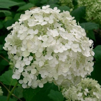 Hydrangea Annabelle