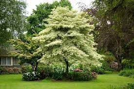Cornus contraversa ‘Variegata’ (Wedding Cake Tree)