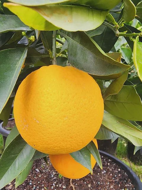 Citrus Orange &quot;Barnfield&quot;