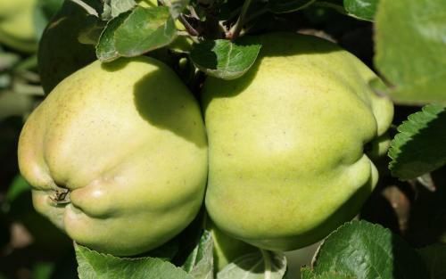 Apple Caville de Blanc