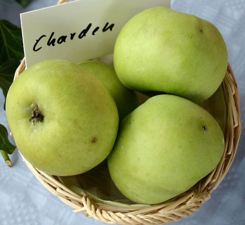 Apple Charden