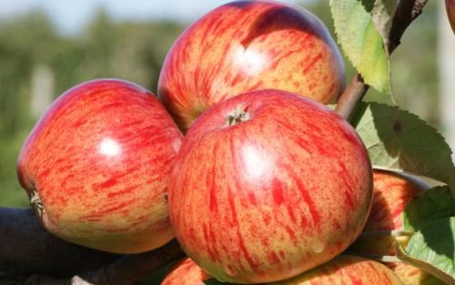 Cider Apple "Ellis Bitter"