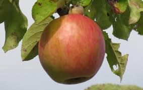 Apple Gravenstein