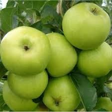 Apple Grenadier