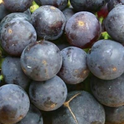Grape Bishop Pompallier