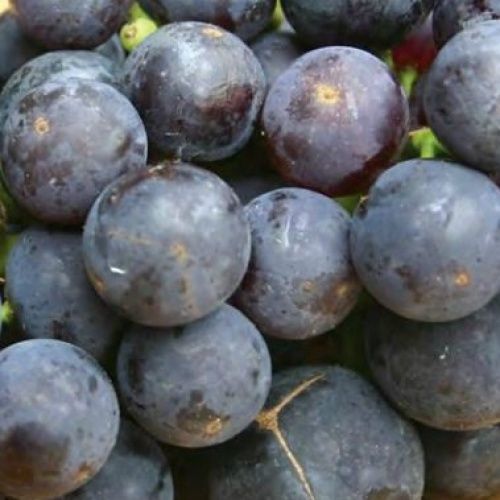 Grape Bishop Pompallier