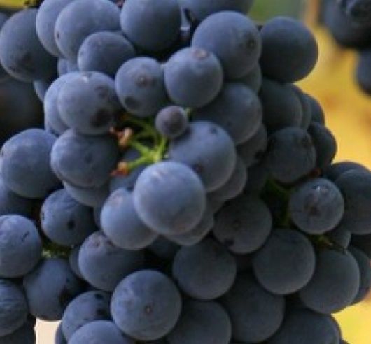 Grape Robinson