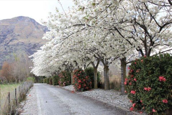 Cherry flowering &#39;Mt Fuji&#39; (Prunus Shirotae)