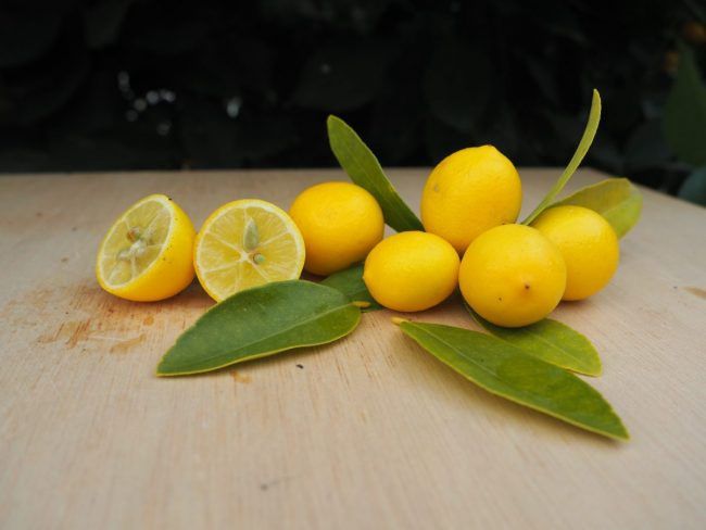 Citrus Limequat Eustis