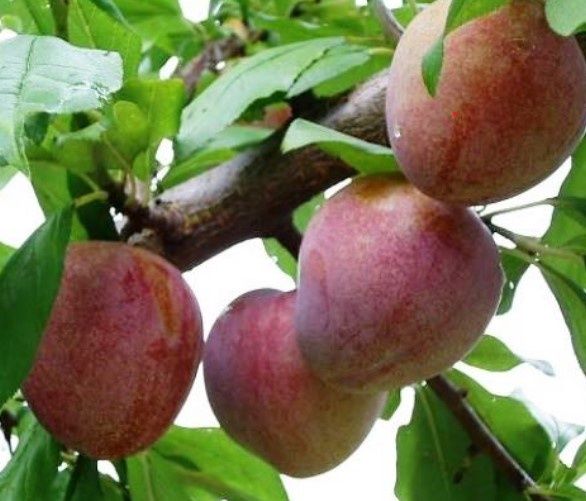 Plum Elephant Heart