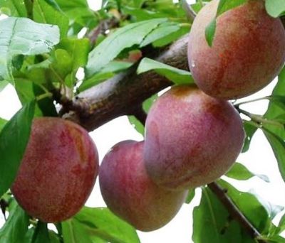 Plum Elephant Heart