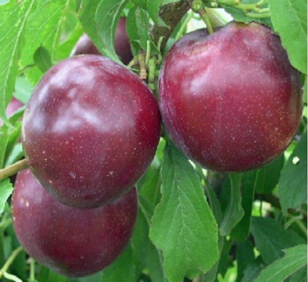 Plum Duffs Early Jewel