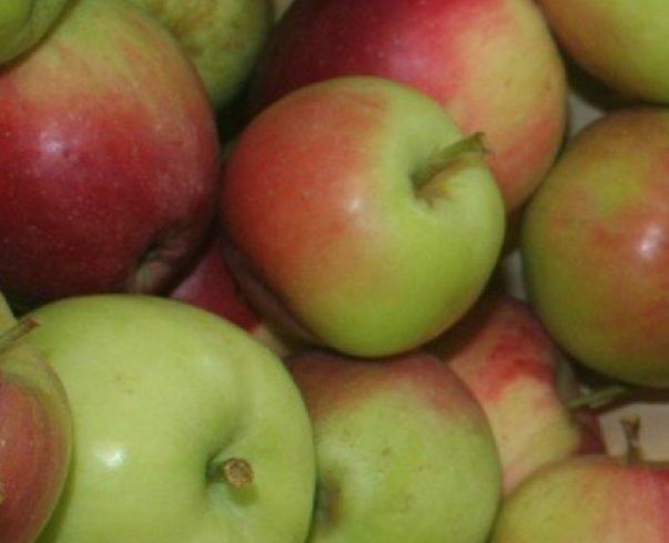 Apple Priscilla