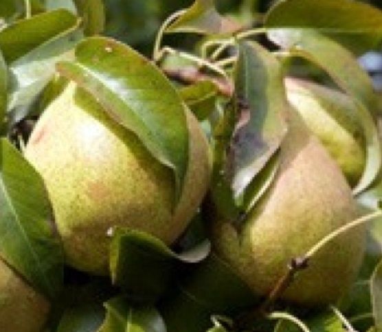 Pear Keifer