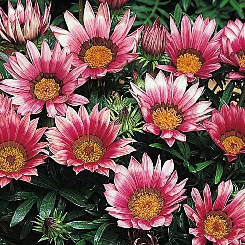 Gazania Kiss Rose