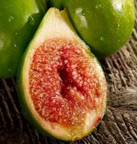 Fig Robyn