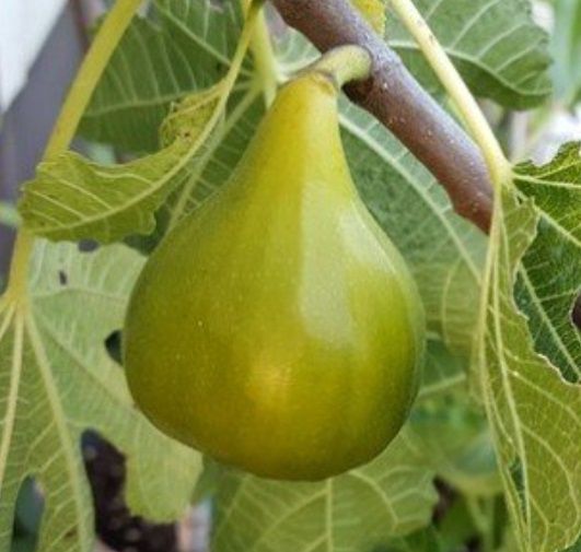 Fig Adriatic