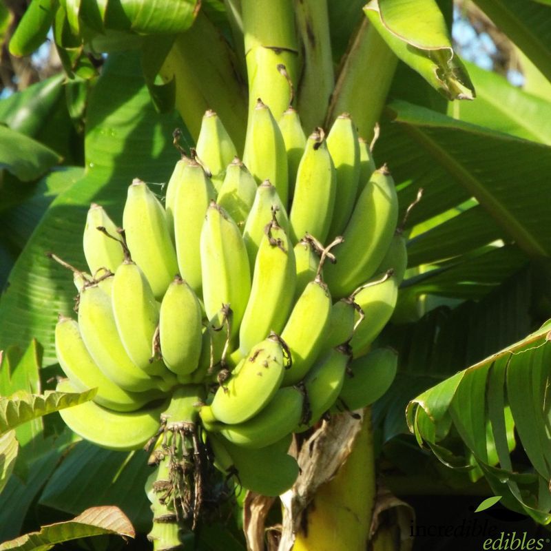 Banana Misi Luki