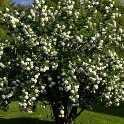 Vibernum Snowball