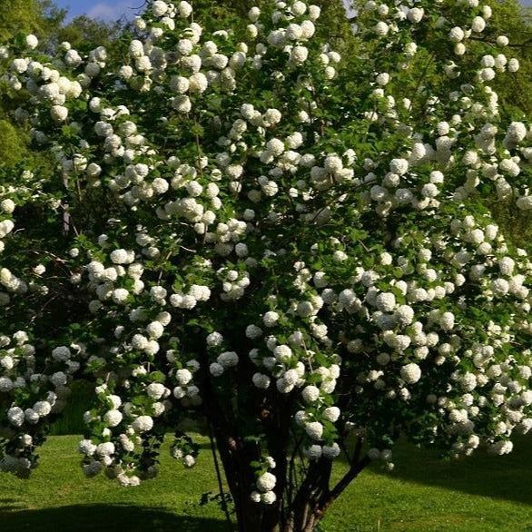 Vibernum Snowball