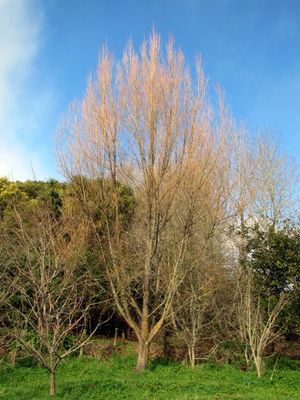Willow ‘Cheltenham’ (NZ 1402)