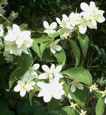 Philadelphus Coronarius -Mock orange