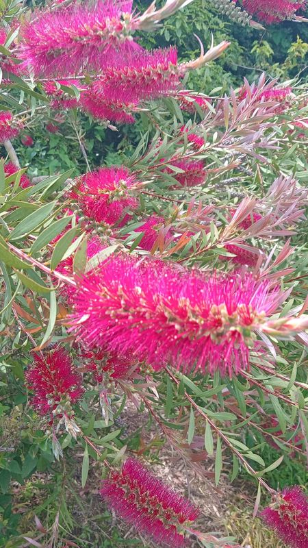 Callistemon citrinus (Crimson Bottlebrush)