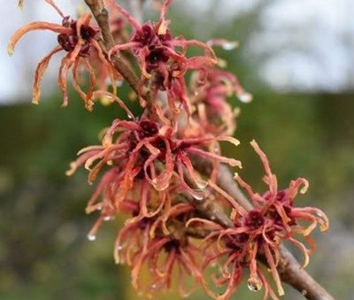 Witch Hazel Hybrid (Hamamelis x intermedia)