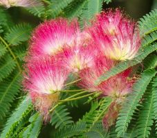 Albizia julibrissin - Silk Tree