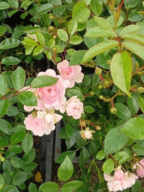 Fairy Roses Pink