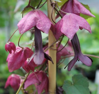 Rhodochiton Purple Bells