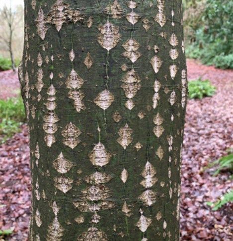 Maple Grey Snake Bark  (Acer Rufinerve )